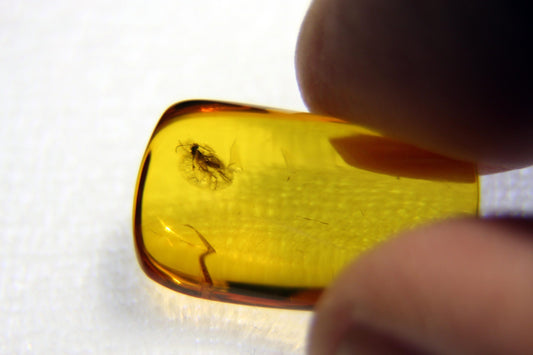 Ámbar con insecto "HYMENOPTERA"